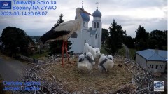 2023-06-14 22_08_12-(2) Gniazdo Bocianie - Telewizja Sokółka [NA ŻYWO] _ IP Camera_ Stork's nest [LI.jpg