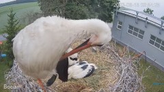 2023-06-15 20_16_34-#Bociany na żywo - #kamera na #gniazdo #Zambrow #WhiteStork #nest #livecam #ptak.jpg