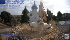 2023-06-15 20_22_16-Gniazdo Bocianie - Telewizja Sokółka [NA ŻYWO] _ IP Camera_ Stork's nest [LIVE] .jpg