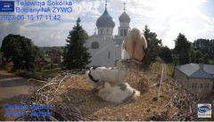2023-06-15 20_23_25-Gniazdo Bocianie - Telewizja Sokółka [NA ŻYWO] _ IP Camera_ Stork's nest [LIVE] .jpg