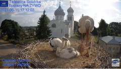 2023-06-15 20_23_46-Gniazdo Bocianie - Telewizja Sokółka [NA ŻYWO] _ IP Camera_ Stork's nest [LIVE] .jpg