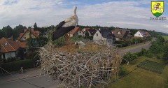 2023-06-17 17_24_41-BOCIANY kamera na żywo z gniazda w Pasłęku – Maxthon.jpg