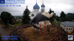 2023-06-18 19_54_14-Gniazdo Bocianie - Telewizja Sokółka [NA ŻYWO] _ IP Camera_ Stork's nest [LIVE] .jpg