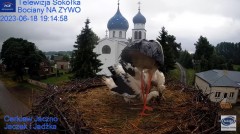 2023-06-18 19_54_27-Gniazdo Bocianie - Telewizja Sokółka [NA ŻYWO] _ IP Camera_ Stork's nest [LIVE] .jpg