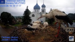 2023-06-18 19_55_39-Gniazdo Bocianie - Telewizja Sokółka [NA ŻYWO] _ IP Camera_ Stork's nest [LIVE] .jpg