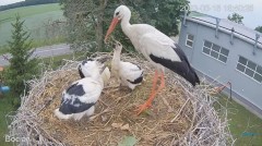 2023-06-18 22_17_12-#Bociany na żywo - #kamera na #gniazdo #Zambrow #WhiteStork #nest #livecam #ptak.jpg