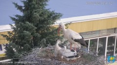 2023-06-19 20_36_07-Transmisja na żywo z gniazda rodziny bocianów w Borowiu, powiat garwoliński - Yo.jpg