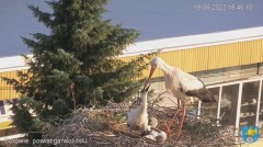 2023-06-19 20_37_09-Transmisja na żywo z gniazda rodziny bocianów w Borowiu, powiat garwoliński - Yo.jpg