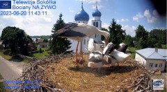 2023-06-20 18_46_38-(1) Gniazdo Bocianie - Telewizja Sokółka [NA ŻYWO] _ IP Camera_ Stork's nest [LI.jpg