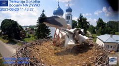 2023-06-20 18_46_54-(1) Gniazdo Bocianie - Telewizja Sokółka [NA ŻYWO] _ IP Camera_ Stork's nest [LI.jpg