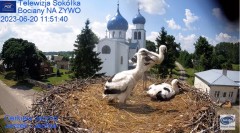 2023-06-20 18_47_13-(1) Gniazdo Bocianie - Telewizja Sokółka [NA ŻYWO] _ IP Camera_ Stork's nest [LI.jpg