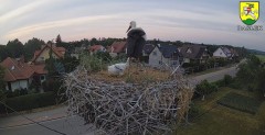 2023-06-20 21_24_08-BOCIANY kamera na żywo z gniazda w Pasłęku – Maxthon.jpg