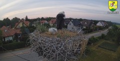 2023-06-20 21_24_28-BOCIANY kamera na żywo z gniazda w Pasłęku – Maxthon.jpg