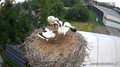 2023-06-21 22_36_54-Bociany Ustroń - transmisja na żywo - YouTube – Maxthon.jpg