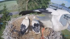 2023-06-23 19_58_28-#Bociany na żywo - #kamera na #gniazdo #Zambrow #WhiteStork #nest #livecam #ptak.jpg