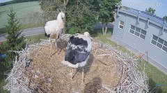 2023-06-23 19_58_48-#Bociany na żywo - #kamera na #gniazdo #Zambrow #WhiteStork #nest #livecam #ptak.jpg