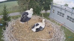 2023-06-25 23_01_35-(1) #Bociany na żywo - #kamera na #gniazdo #Zambrow #WhiteStork #nest #livecam #.jpg