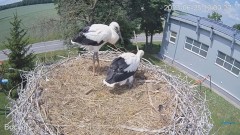 2023-06-25 23_01_53-(1) #Bociany na żywo - #kamera na #gniazdo #Zambrow #WhiteStork #nest #livecam #.jpg