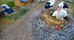 2023-06-26 19_53_09-Grupa EkoLogiczna _ Grupa EkoLogiczna jest ogólnopolską organizacją przyrodniczą.jpg