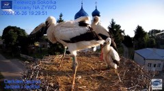 2023-06-26 21_57_57-(2) Gniazdo Bocianie - Telewizja Sokółka [NA ŻYWO] _ IP Camera_ Stork's nest [LI.jpg