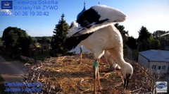 2023-06-26 21_58_48-(2) Gniazdo Bocianie - Telewizja Sokółka [NA ŻYWO] _ IP Camera_ Stork's nest [LI.jpg
