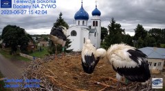 2023-06-27 21_38_40-Gniazdo Bocianie - Telewizja Sokółka [NA ŻYWO] _ IP Camera_ Stork's nest [LIVE] .jpg