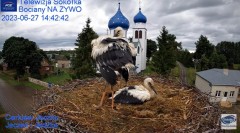 2023-06-27 21_39_12-Gniazdo Bocianie - Telewizja Sokółka [NA ŻYWO] _ IP Camera_ Stork's nest [LIVE] .jpg