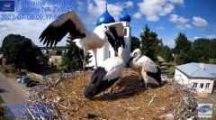 2023-07-09 20_32_25-Gniazdo Bocianie - Telewizja Sokółka [NA ŻYWO] _ IP Camera_ Stork's nest [LIVE] .jpg