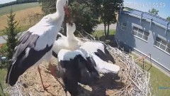 2023-07-09 22_05_47-#Bociany na żywo - #kamera na #gniazdo pod Zambrowem #WhiteStork #nest #livecam .jpg