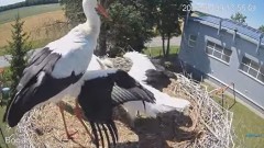 2023-07-09 22_05_48-#Bociany na żywo - #kamera na #gniazdo pod Zambrowem #WhiteStork #nest #livecam .jpg