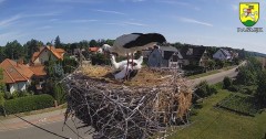 2023-07-10 09_08_14-BOCIANY kamera na żywo z gniazda w Pasłęku – Maxthon.jpg