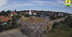 2023-07-10 12_45_49-BOCIANY kamera na żywo z gniazda w Pasłęku – Maxthon.jpg
