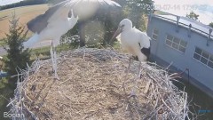 2023-07-14 21_16_40-#Bociany na żywo - #kamera na #gniazdo pod Zambrowem #WhiteStork #nest #livecam .jpg