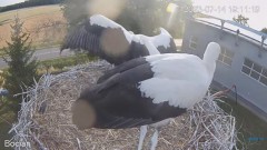 2023-07-14 21_17_42-#Bociany na żywo - #kamera na #gniazdo pod Zambrowem #WhiteStork #nest #livecam .jpg