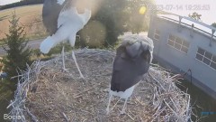 2023-07-14 21_19_30-#Bociany na żywo - #kamera na #gniazdo pod Zambrowem #WhiteStork #nest #livecam .jpg