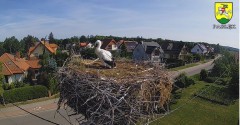 2023-07-15 08_50_53-BOCIANY kamera na żywo z gniazda w Pasłęku – Maxthon.jpg