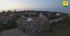 2023-07-15 21_33_14-BOCIANY kamera na żywo z gniazda w Pasłęku – Maxthon.jpg