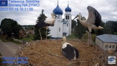 2023-07-19 23_40_57-(1) Gniazdo Bocianie - Telewizja Sokółka [NA ŻYWO] _ IP Camera_ Stork's nest [LI.jpg