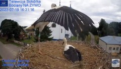 2023-07-19 23_41_13-(1) Gniazdo Bocianie - Telewizja Sokółka [NA ŻYWO] _ IP Camera_ Stork's nest [LI.jpg
