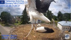 2023-07-20 20_54_22-Gniazdo Bocianie - Telewizja Sokółka [NA ŻYWO] _ IP Camera_ Stork's nest [LIVE] .jpg