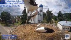 2023-07-20 20_54_29-Gniazdo Bocianie - Telewizja Sokółka [NA ŻYWO] _ IP Camera_ Stork's nest [LIVE] .jpg
