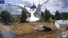 2023-07-20 20_54_32-Gniazdo Bocianie - Telewizja Sokółka [NA ŻYWO] _ IP Camera_ Stork's nest [LIVE] .jpg