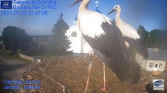 2023-07-25 19_36_27-Gniazdo Bocianie - Telewizja Sokółka [NA ŻYWO] _ IP Camera_ Stork's nest [LIVE] .jpg
