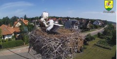 2023-07-29 10_04_25-BOCIANY kamera na żywo z gniazda w Pasłęku – Maxthon.jpg