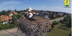 2023-07-29 10_04_44-BOCIANY kamera na żywo z gniazda w Pasłęku – Maxthon.jpg