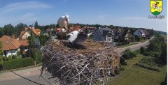 2023-07-29 10_05_14-BOCIANY kamera na żywo z gniazda w Pasłęku – Maxthon.jpg