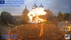 2023-07-31 10_47_02-Gniazdo Bocianie - Telewizja Sokółka [NA ŻYWO] _ IP Camera_ Stork's nest [LIVE] .jpg