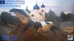 2023-07-31 10_47_15-Gniazdo Bocianie - Telewizja Sokółka [NA ŻYWO] _ IP Camera_ Stork's nest [LIVE] .jpg