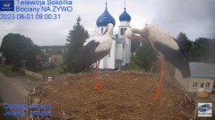 2023-08-01 19_54_39-Gniazdo Bocianie - Telewizja Sokółka [NA ŻYWO] _ IP Camera_ Stork's nest [LIVE] .jpg