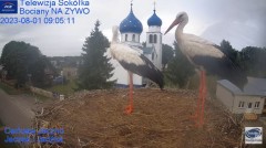 2023-08-01 19_55_01-Gniazdo Bocianie - Telewizja Sokółka [NA ŻYWO] _ IP Camera_ Stork's nest [LIVE] .jpg